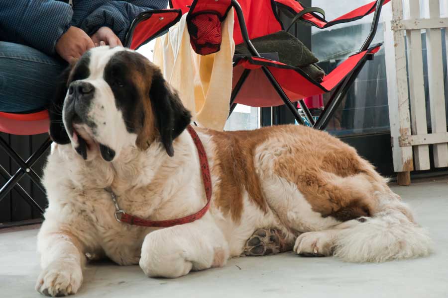 See Judges on Breeds