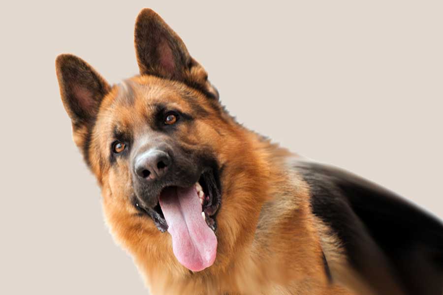 See FCI Breeds in expo